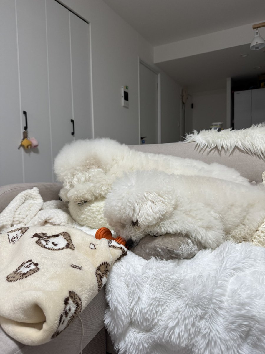 ビションフリーゼのぽむとぷりん☁️🍮 tweet media