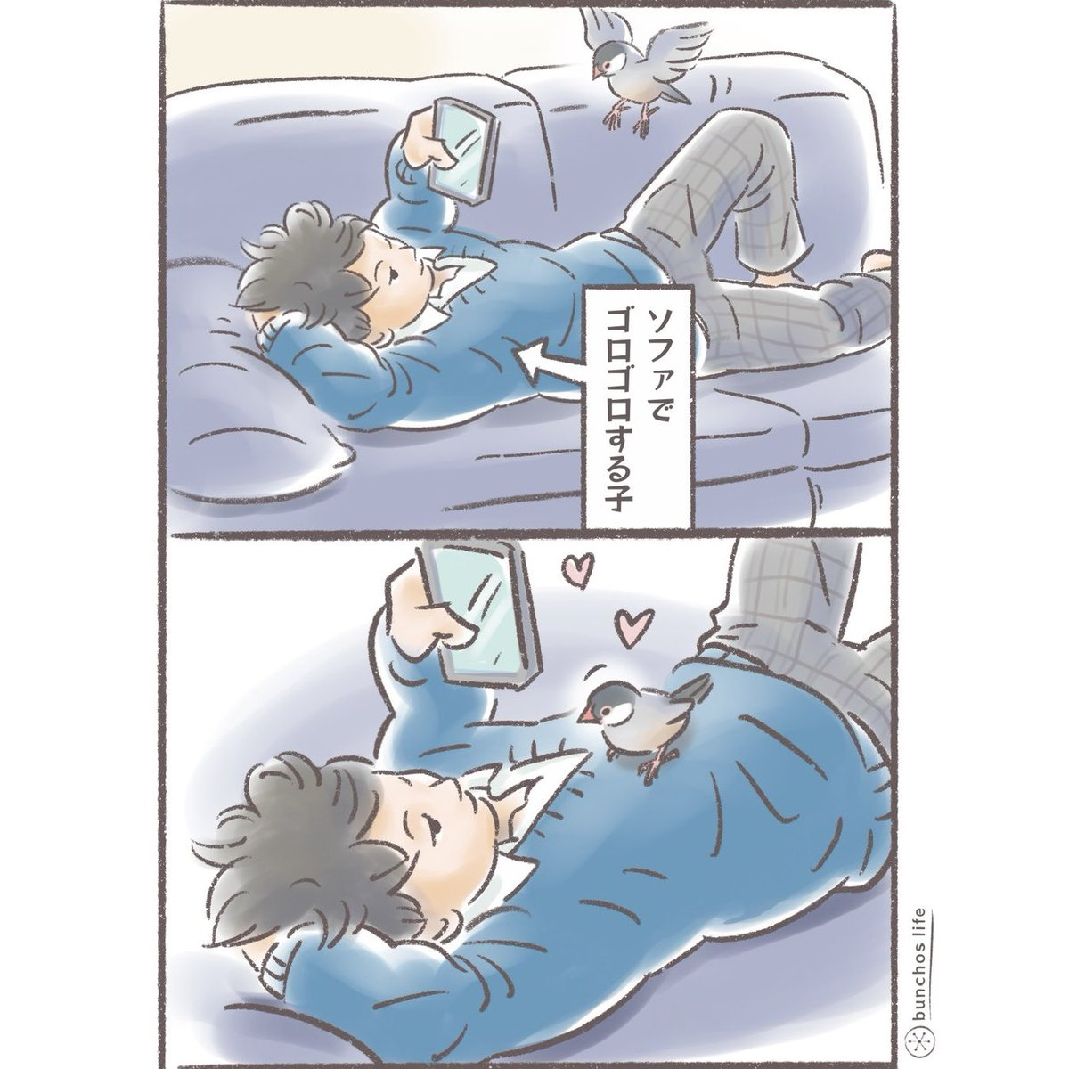 こむぎ🕊️ (@komugi_chan55) / Highlights / X