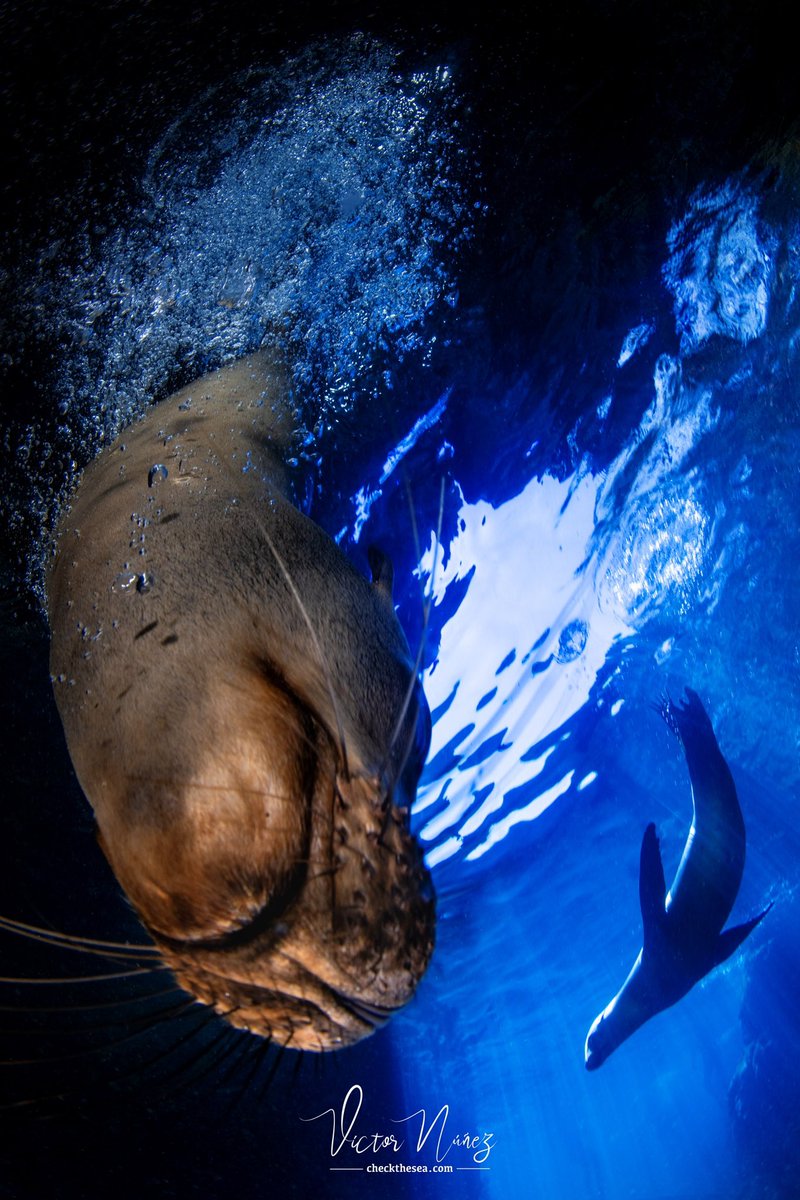 Check the Sea tweet media