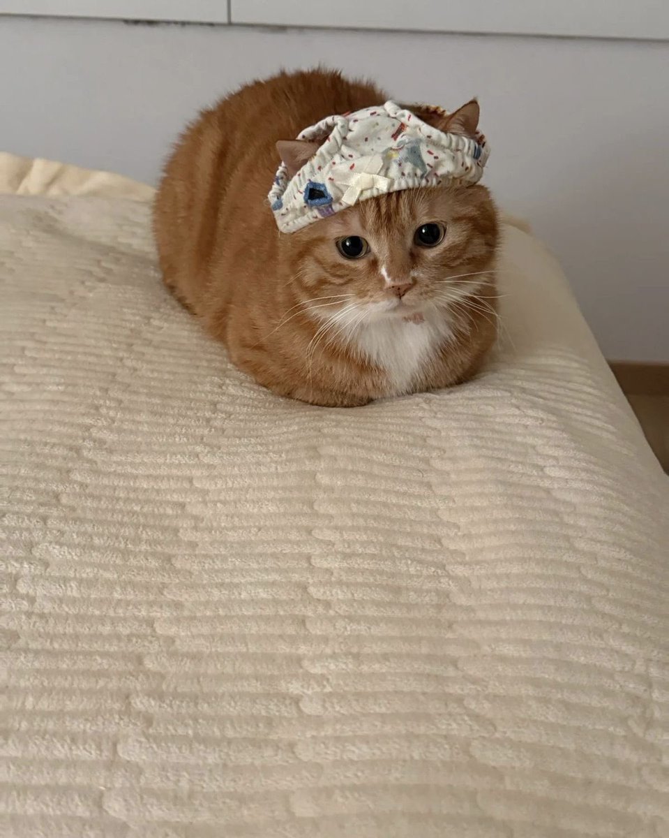 No Context Cats tweet media