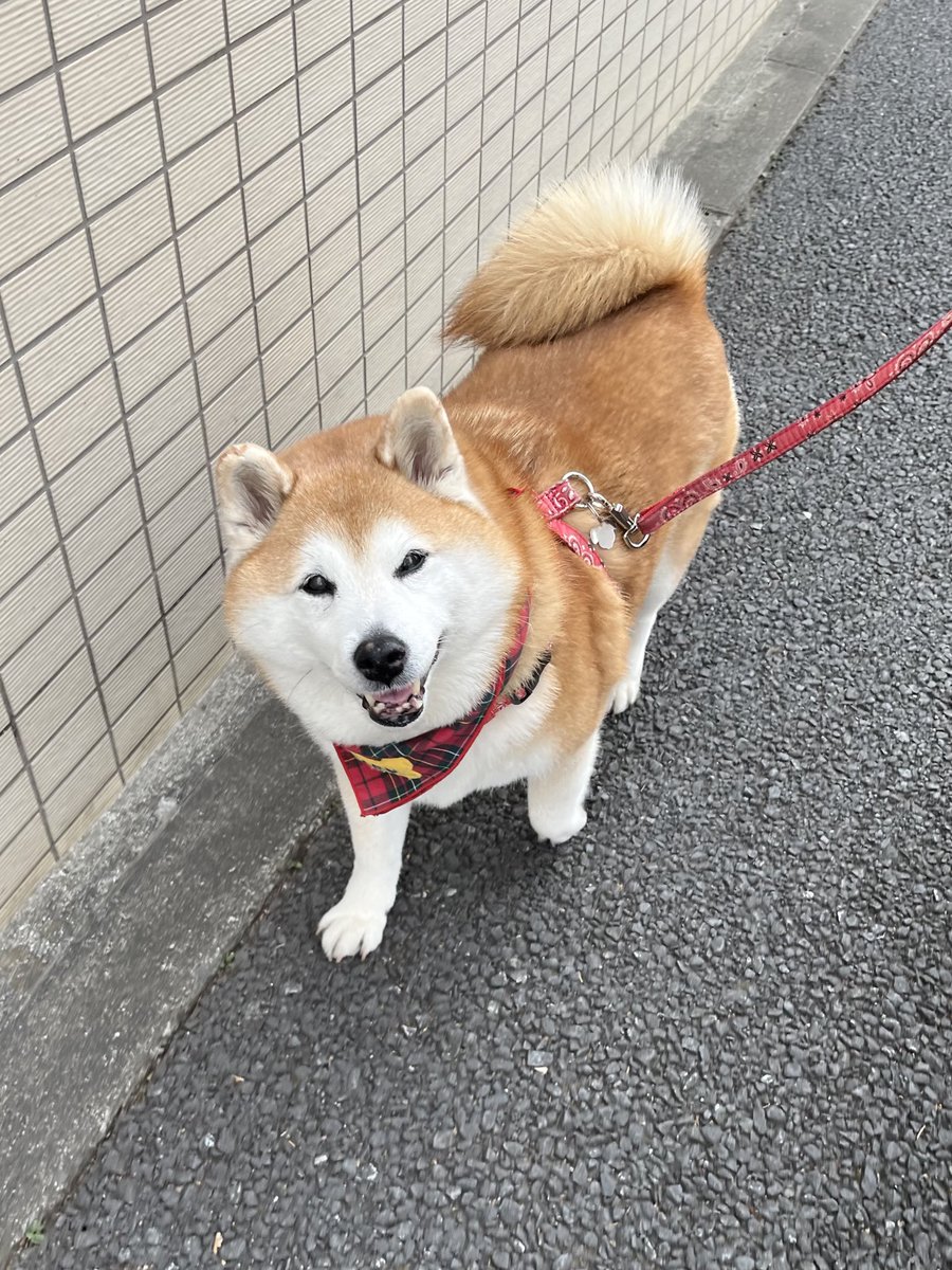 まるちゃん、こんにちは！ 何のこと言ってるのか分からないワン！ 今日