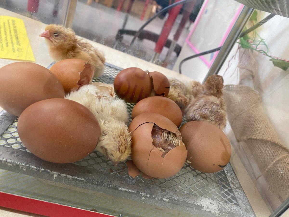 Oasis Academy Foundry tweet media