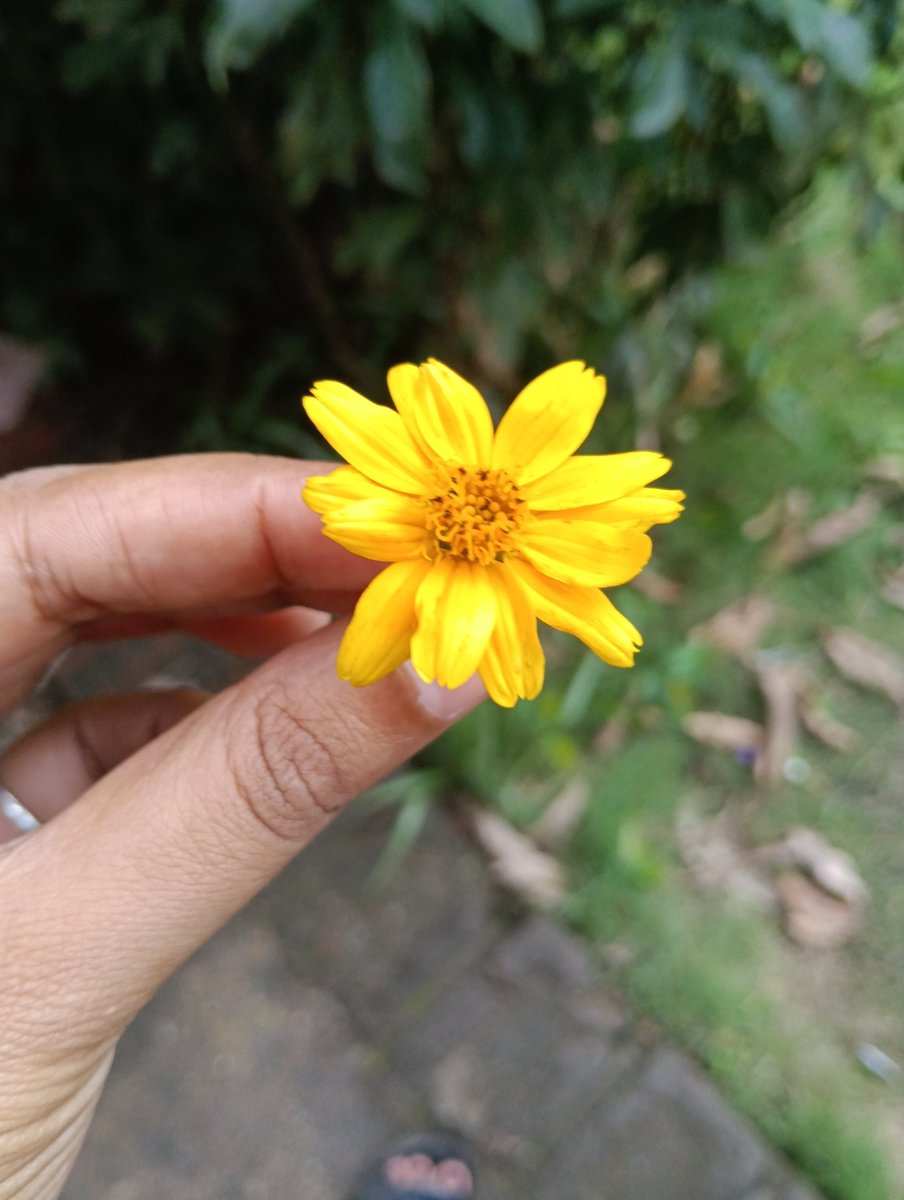 girlwithcurl23's tweet photo. 🤍🌼🪻🩷
#anthophile #PositiveVibes https://t.co/8ZgGdtD0ez
