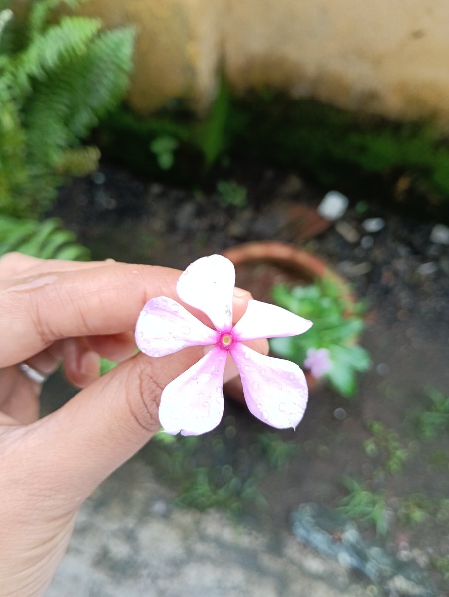girlwithcurl23's tweet photo. 🤍🌼🪻🩷
#anthophile #PositiveVibes https://t.co/8ZgGdtD0ez