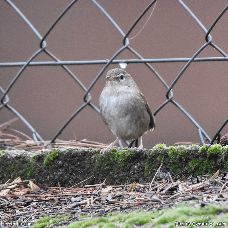 El Herrerillo tweet media