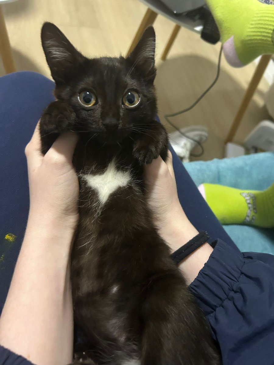 azss4_'s tweet photo. Hemos encontrado un gatito marrón de aprox 2 meses en el porvenir, Sevilla. Es muy mimoso y actúa como un gato casero. Busca un hogar y alguien que lo quiera (soy estudiante así que no me puedo ocupar de veterinario). #Sevilla https://t.co/vCpRnWZgPR