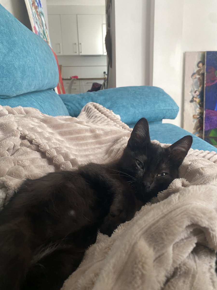 azss4_'s tweet photo. Hemos encontrado un gatito marrón de aprox 2 meses en el porvenir, Sevilla. Es muy mimoso y actúa como un gato casero. Busca un hogar y alguien que lo quiera (soy estudiante así que no me puedo ocupar de veterinario). #Sevilla https://t.co/vCpRnWZgPR