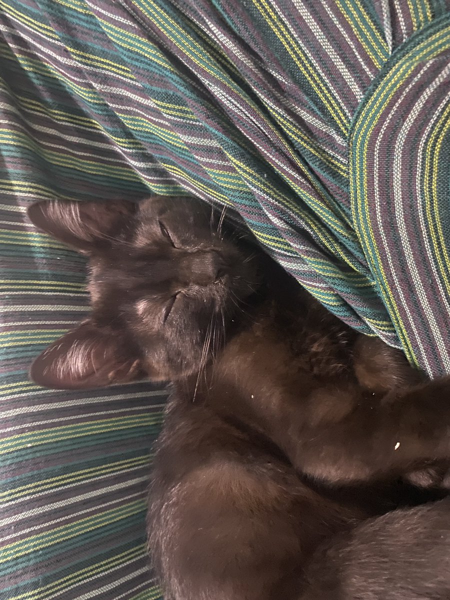 azss4_'s tweet photo. Hemos encontrado un gatito marrón de aprox 2 meses en el porvenir, Sevilla. Es muy mimoso y actúa como un gato casero. Busca un hogar y alguien que lo quiera (soy estudiante así que no me puedo ocupar de veterinario). #Sevilla https://t.co/vCpRnWZgPR