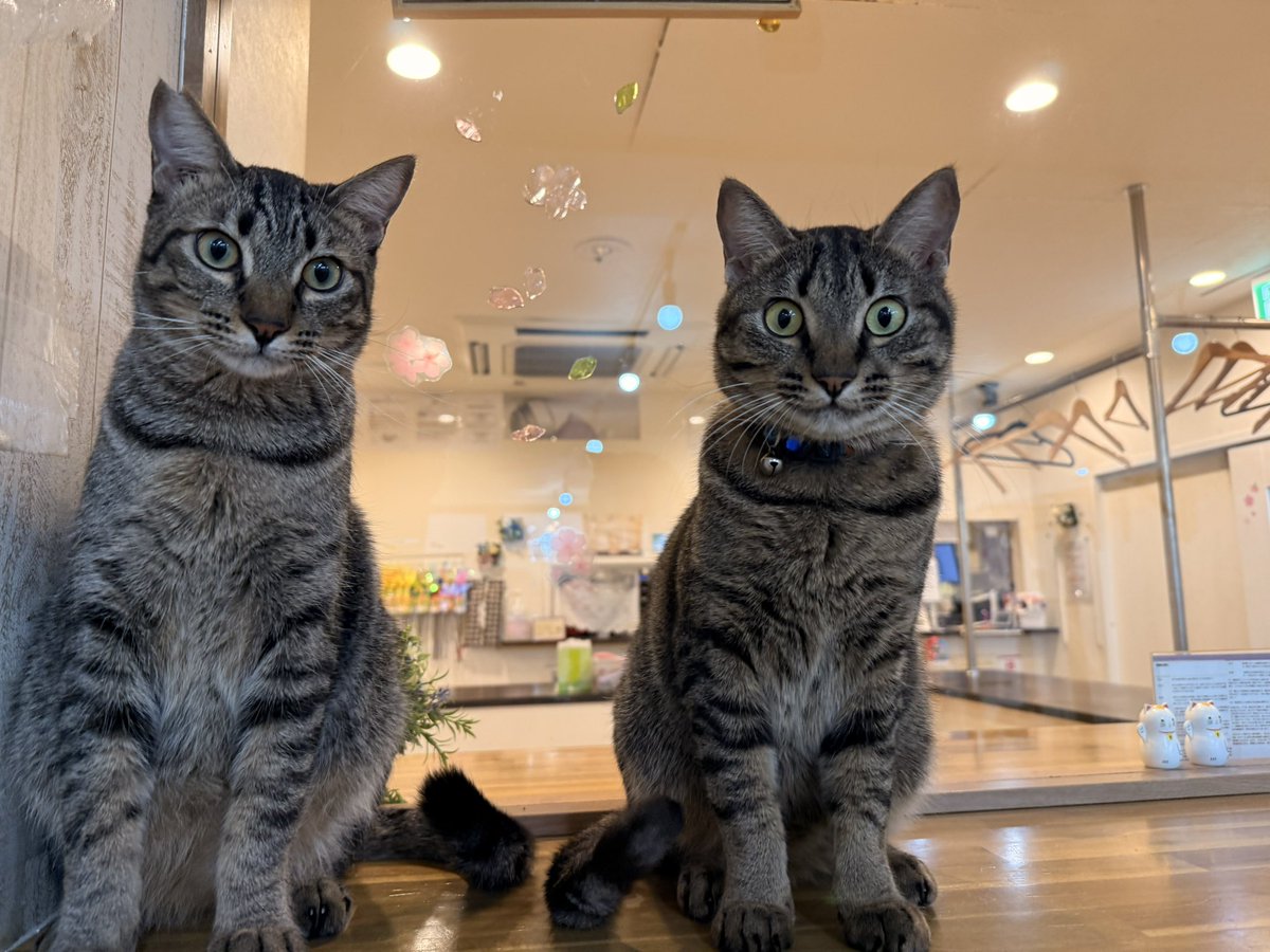 蒲田】 はやとくんとけんとくん🐈‍⬛🤍 仲良く並んでます😺👏 【蒲田店