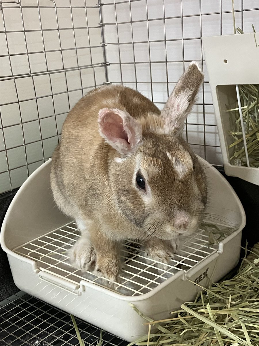 うさぎとひとの幸せを支える会🐰🐰@ペットショップではなく保護うさぎ