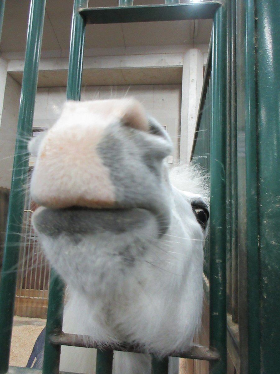 三木ホースランドパーク (@mikihlp) / Posts / X