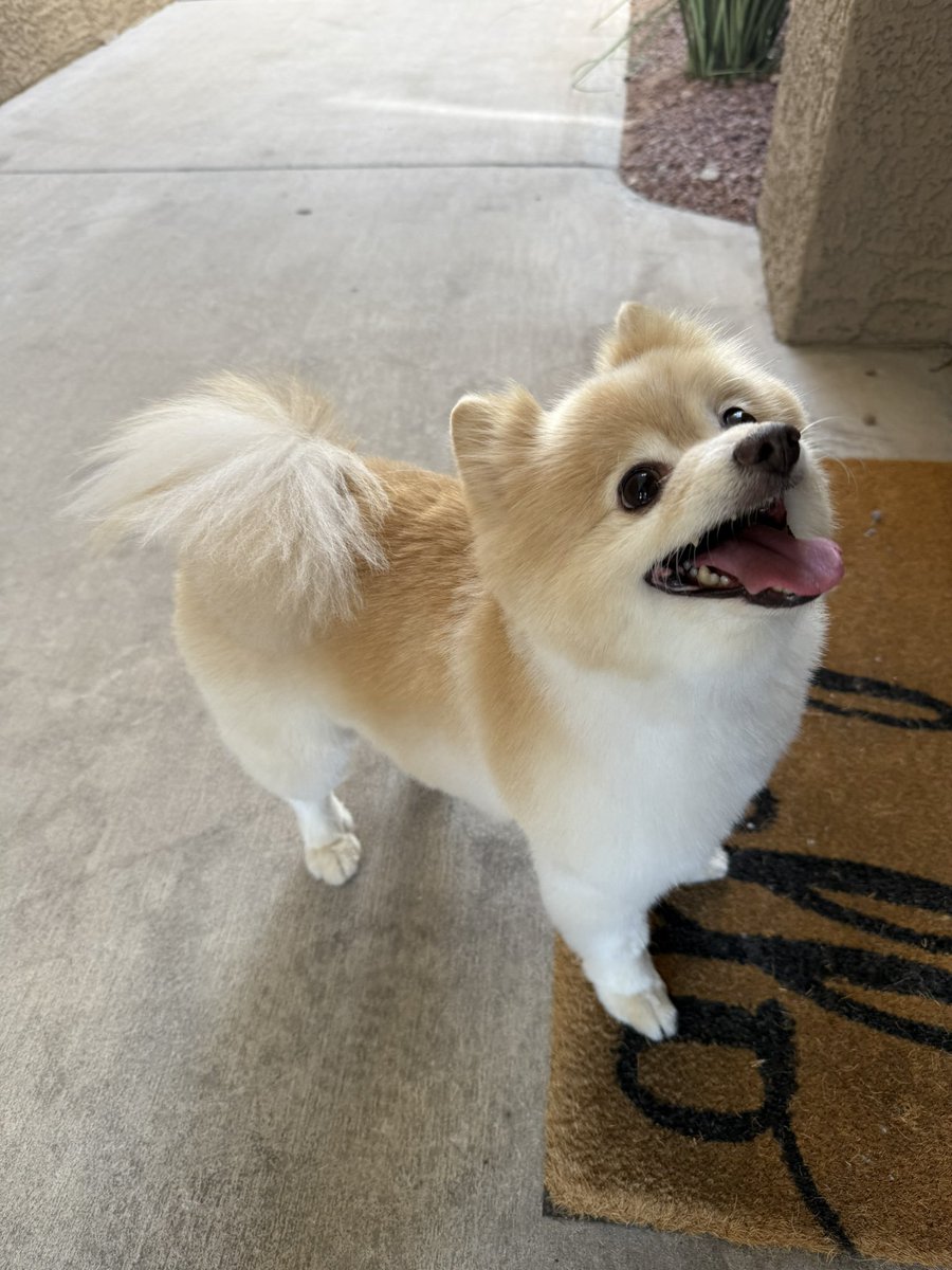pomujenn's tweet photo. Golden Pom🐾🐕🦮 https://t.co/NATvIYd0lM