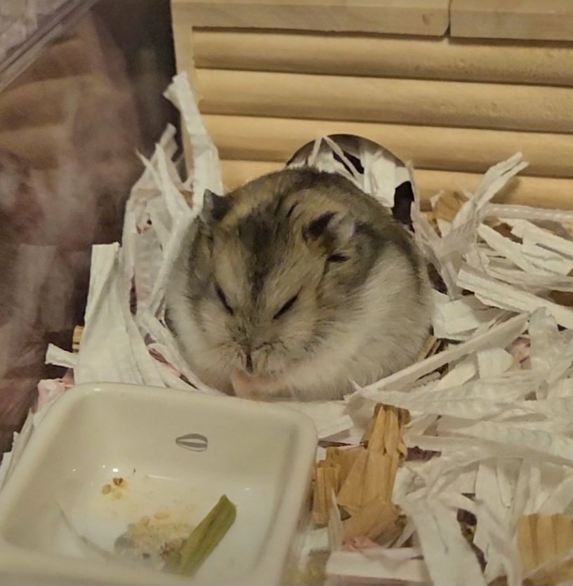 これは懐かしのベイビーごまちゃん。ﾌﾌﾌ