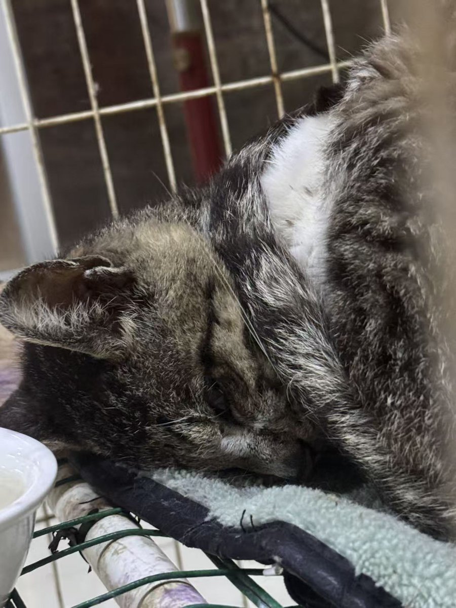 Newxiaoshaoye🇦🇺🇨🇳 tweet media