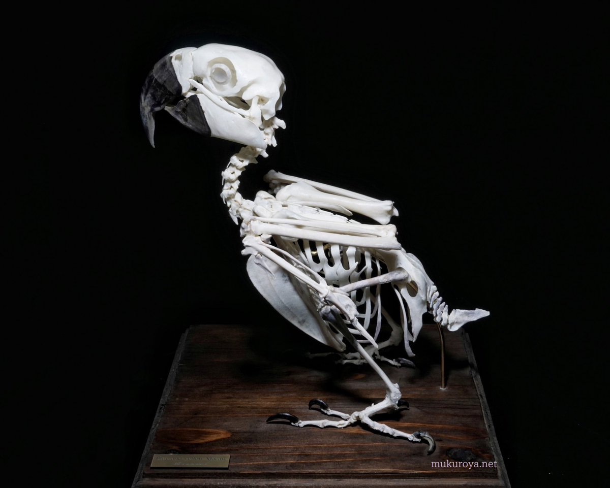 骸屋本舗 (@mukuroyahonpo) / Posts / X