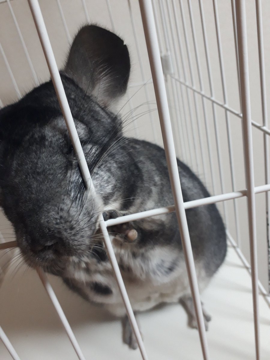 zk28mf's tweet photo. 僕が飼ってるペットです https://t.co/i25CNgzRfd