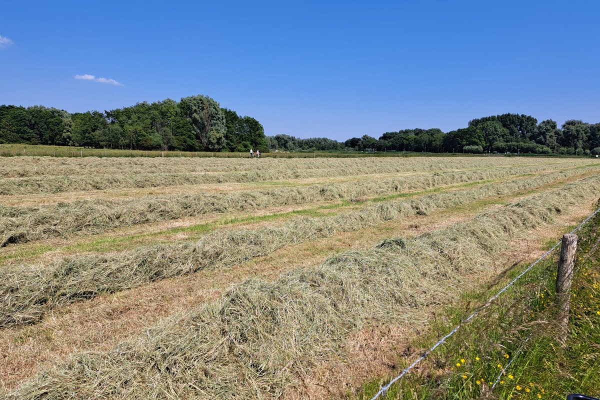 Midden in Delfland tweet media