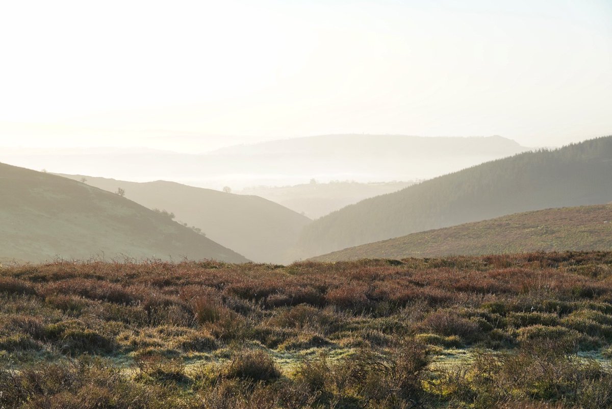 Matthew Halstead tweet media