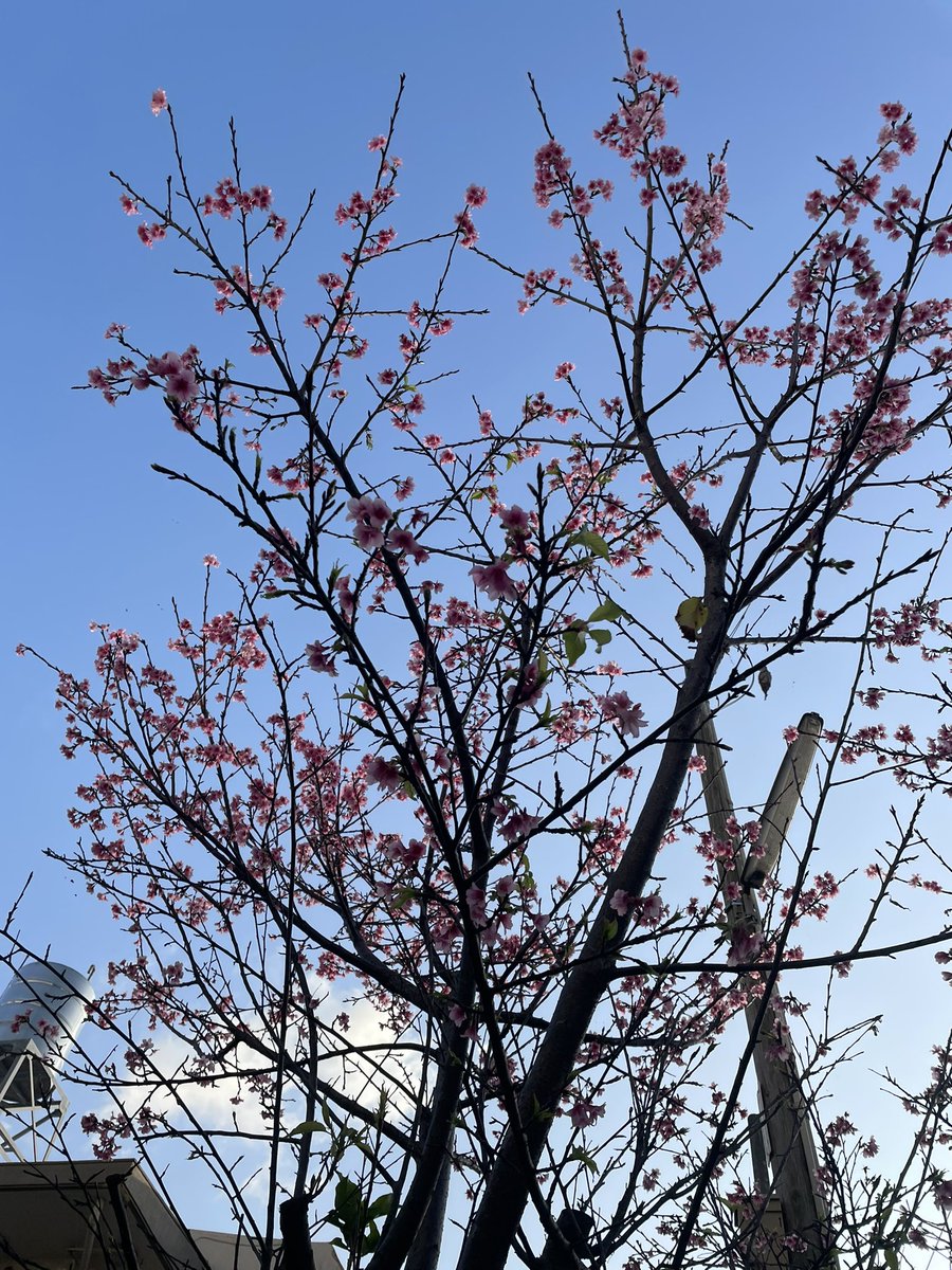 yksoas's tweet photo. サクラの季節だそうです🌸 https://t.co/gfdP4DR2ms