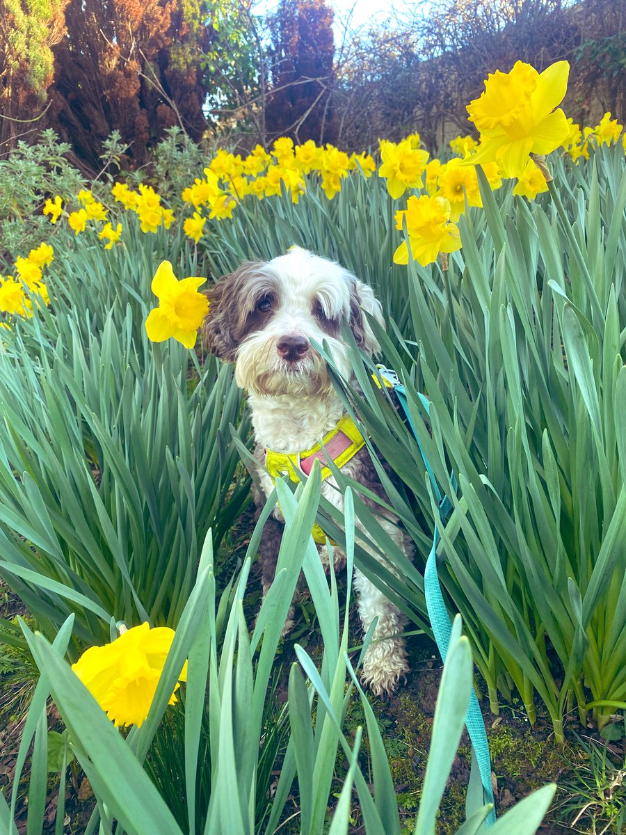 BeMoreBob tweet media