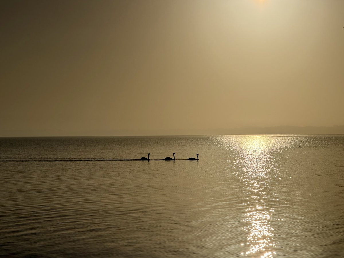 Jürgen M. Möckel tweet media