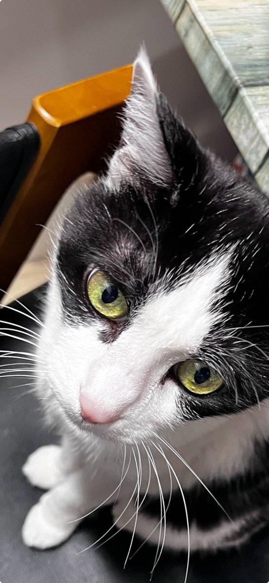 catwithsister's tweet photo. https://t.co/ahW2egtFI5