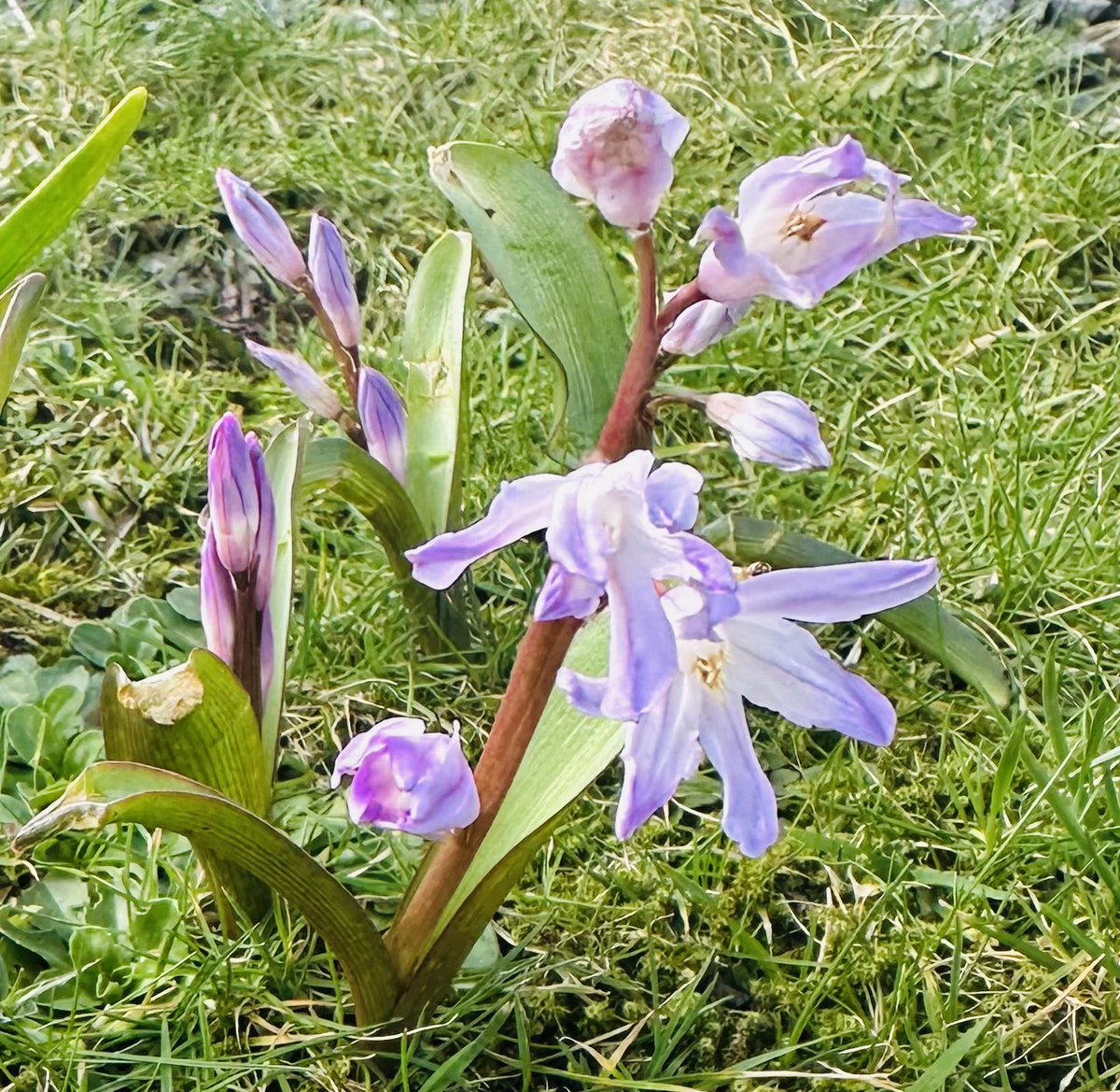 SkylarkArtist's tweet photo. Morning Squillsโฆ
#Morning #Scilla #Squill #ScottishHighlands
๐๐๐ https://t.co/1SWhpwhhvW