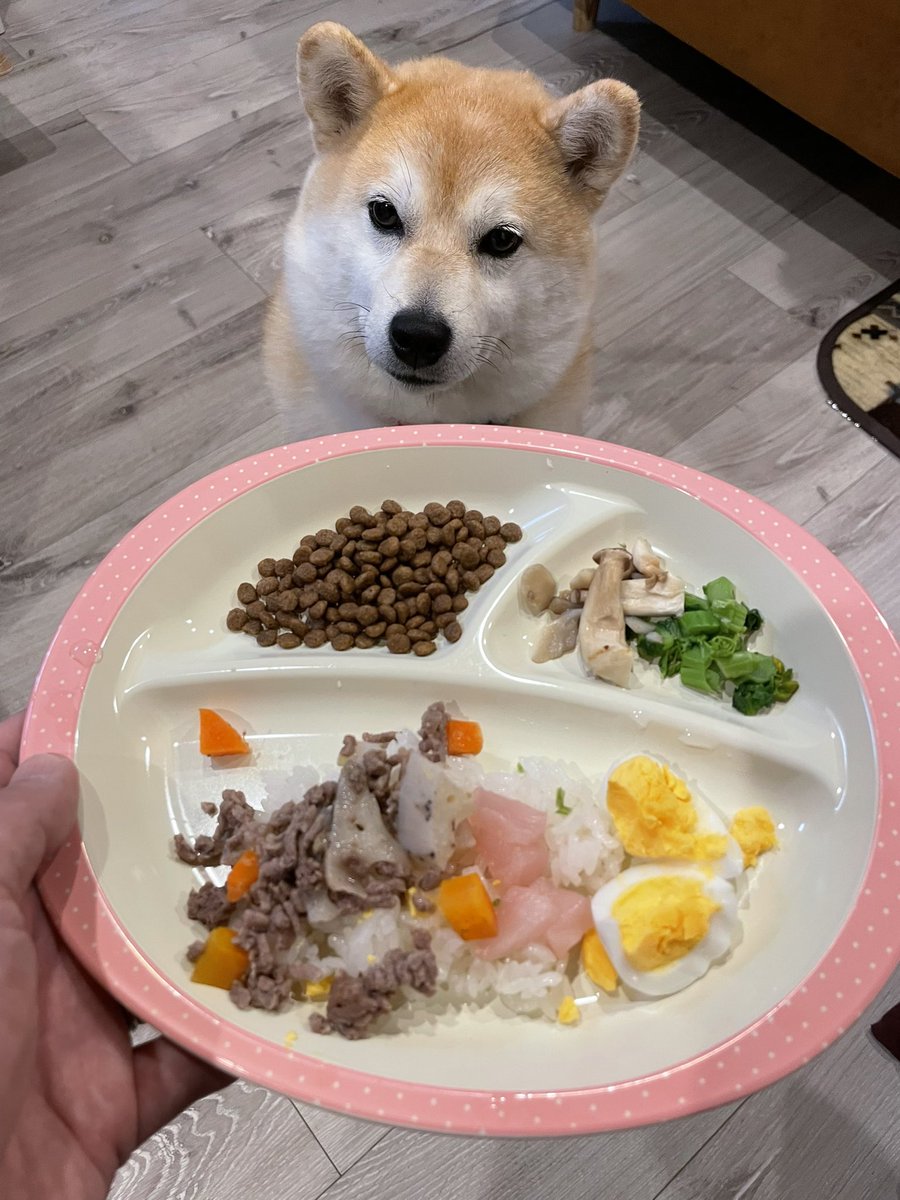 おひなさまとくるみ🎎
人姉ぇちゃんのおひなさま😊

かーちゃん特製
わんこ用ちらし寿司
美味しかったよ🐶

#柴犬 #柴犬くるみ #柴犬のいるくらし #お雛様