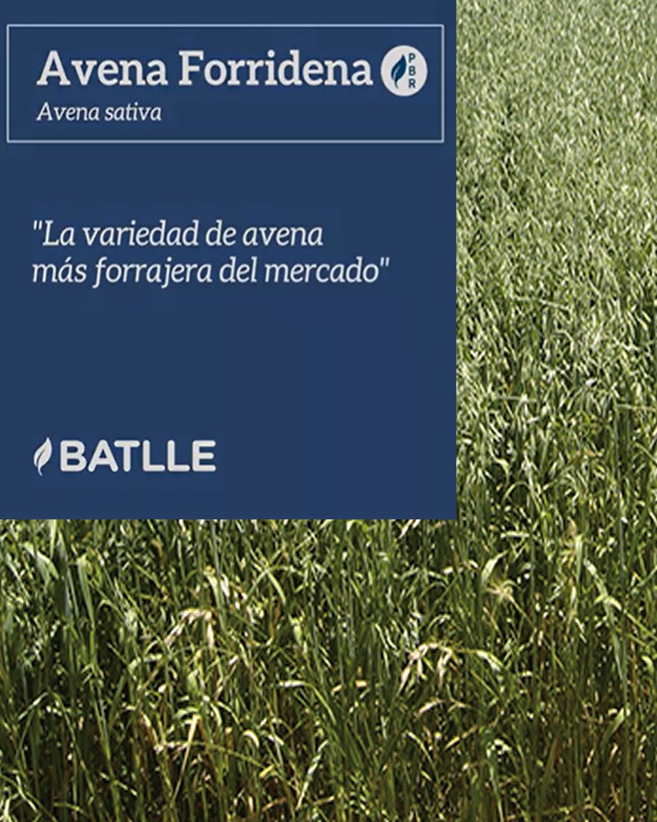 Infoagro tweet media