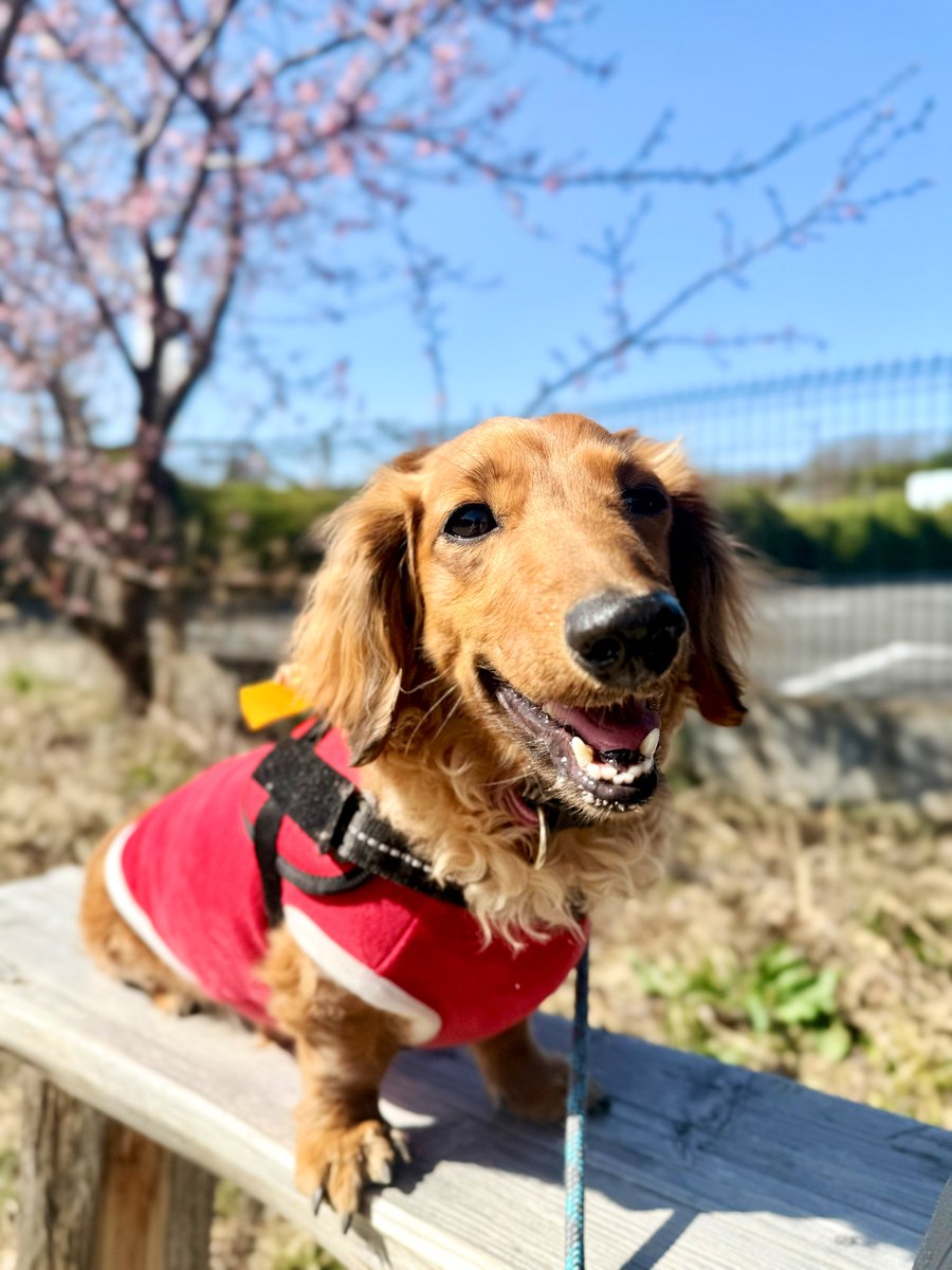 風が嵐みたいに なってきた 昼間のいい時間に 散歩でられて 良かった
