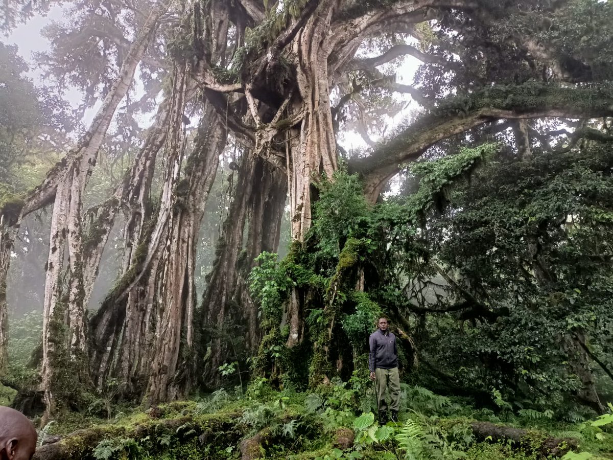 ChyuluRedd's tweet photo. As we reflect on #WorldWildlifeDay, we honour the rangers protecting Chyulu Hills 
Through the Chyulu Hills REDD+ Project, they’re supported with training &amp; resources to safeguard wildlife corridors, manage wildfires, and monitor ecosystem health.
WWD#Rangers #REDD+ #Conservation https://t.co/BAX4HKgJv5