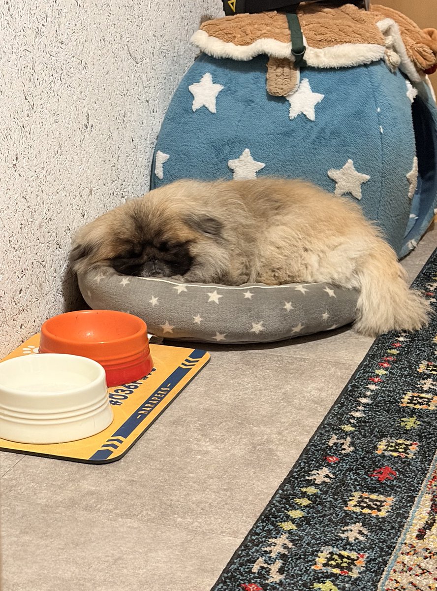 🍔ぷろしゅーと🍟 tweet media