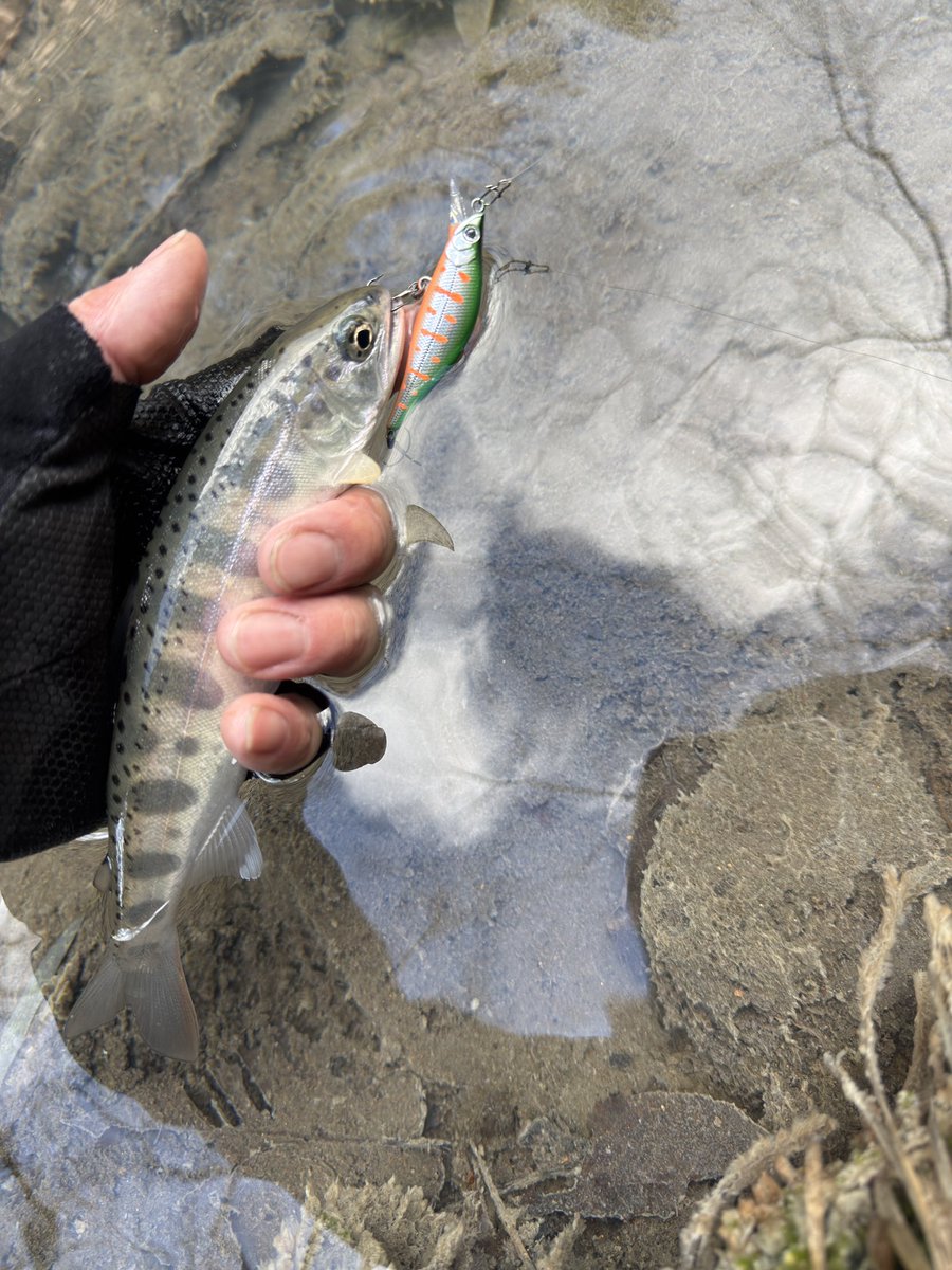 ティムコ トラウトフィッシング (@tiemco_trout) / Posts / X