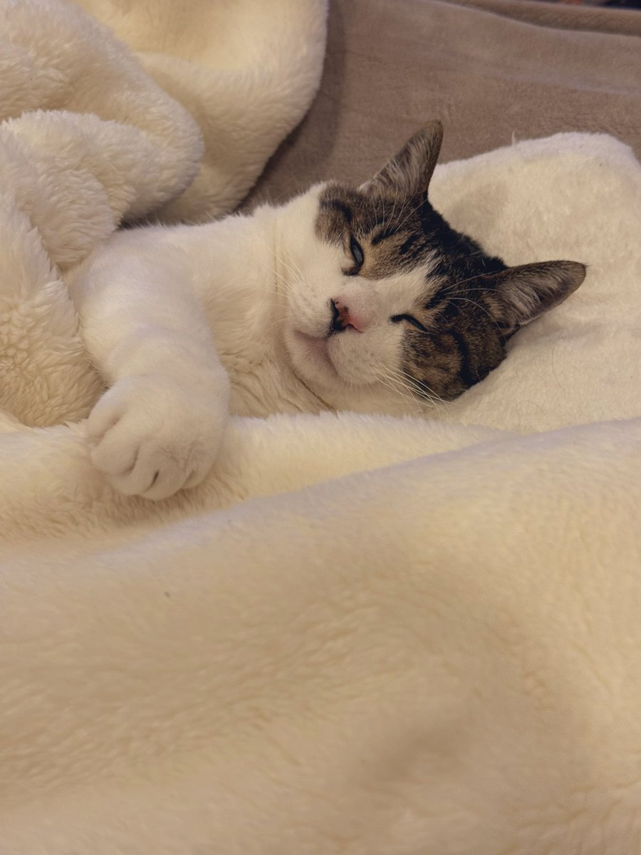 ココニャ@猫写真集、発売中！ (@kokonananya) / Posts / X