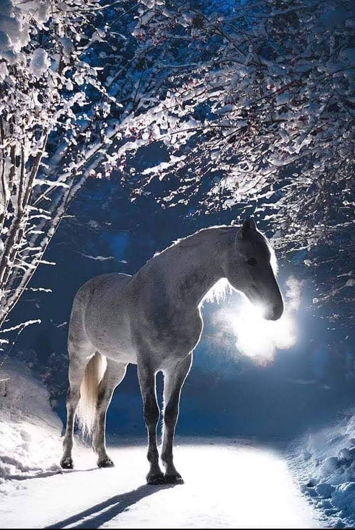 Good Morning,X. Wednesday, March 4, 2026.🌅☕️🫐
From Mill Creek Farms New York State. ✝️🙏🇺🇸🦅✨
The current temperature is 28° with a high of 45°☁️☀️
Have a great day. Everyone. 🫵🌲☕️🌲☕️🌲☕️🌲☕️