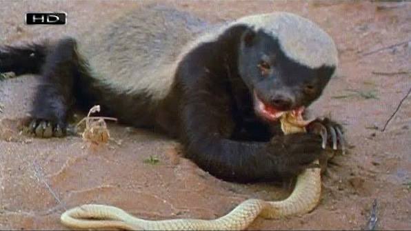 عبيد العوني tweet media