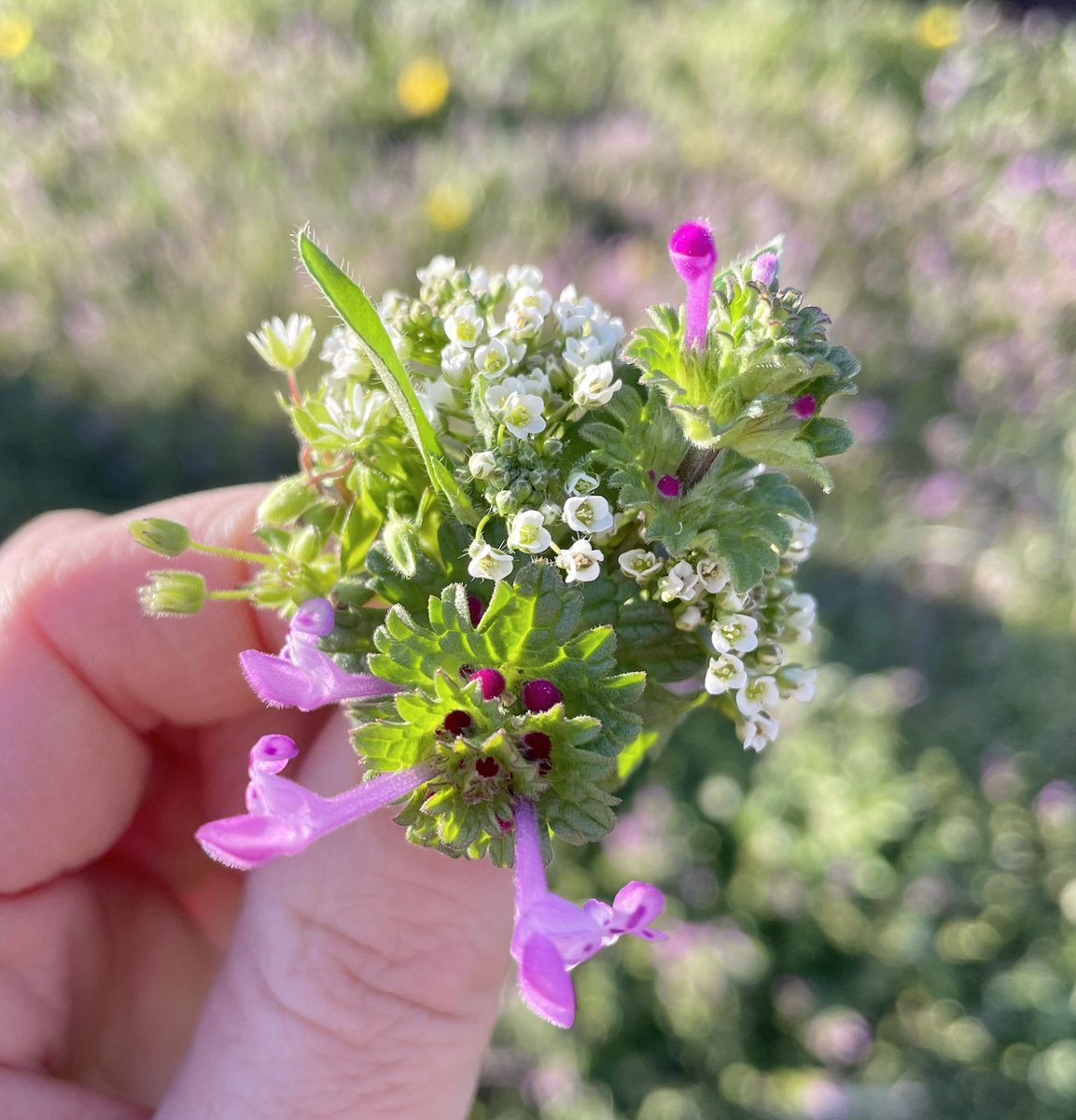 春の始まりの　#野ブーケ