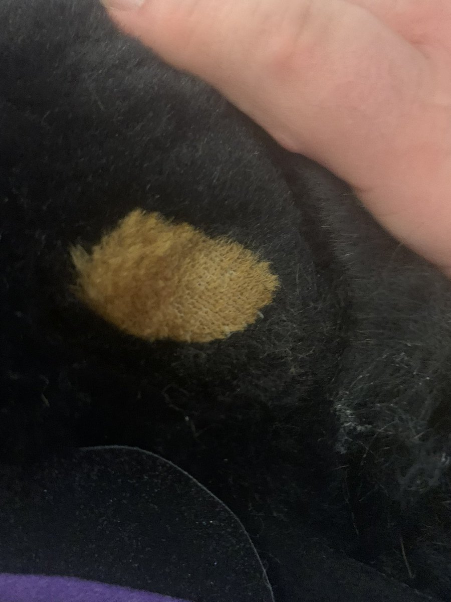 AuraCabbit The Squeakquel tweet media