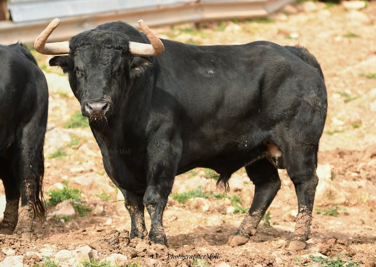 El Mòli tweet media