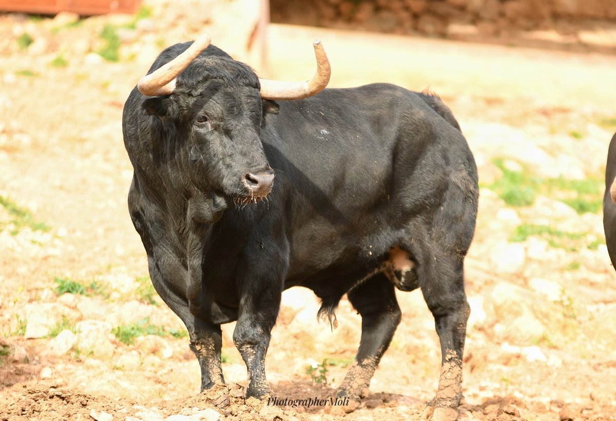 El Mòli tweet media