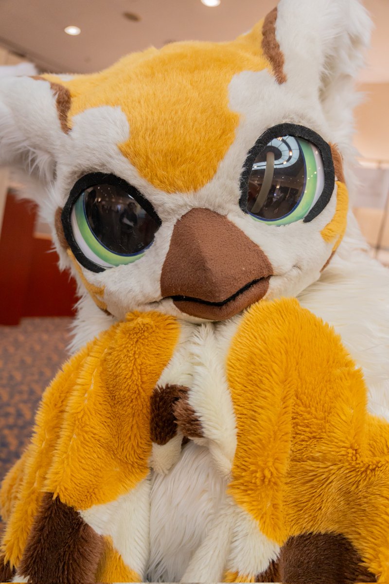 FLEET(ねこのすがた) tweet media