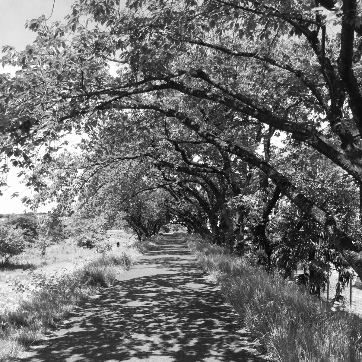 二百五十二）3/4
しんめたつ　はやかけうまの　しばによう　
ちりゆくばかり　はなのふぶきよ
#狂歌 
#ノ弥尽音