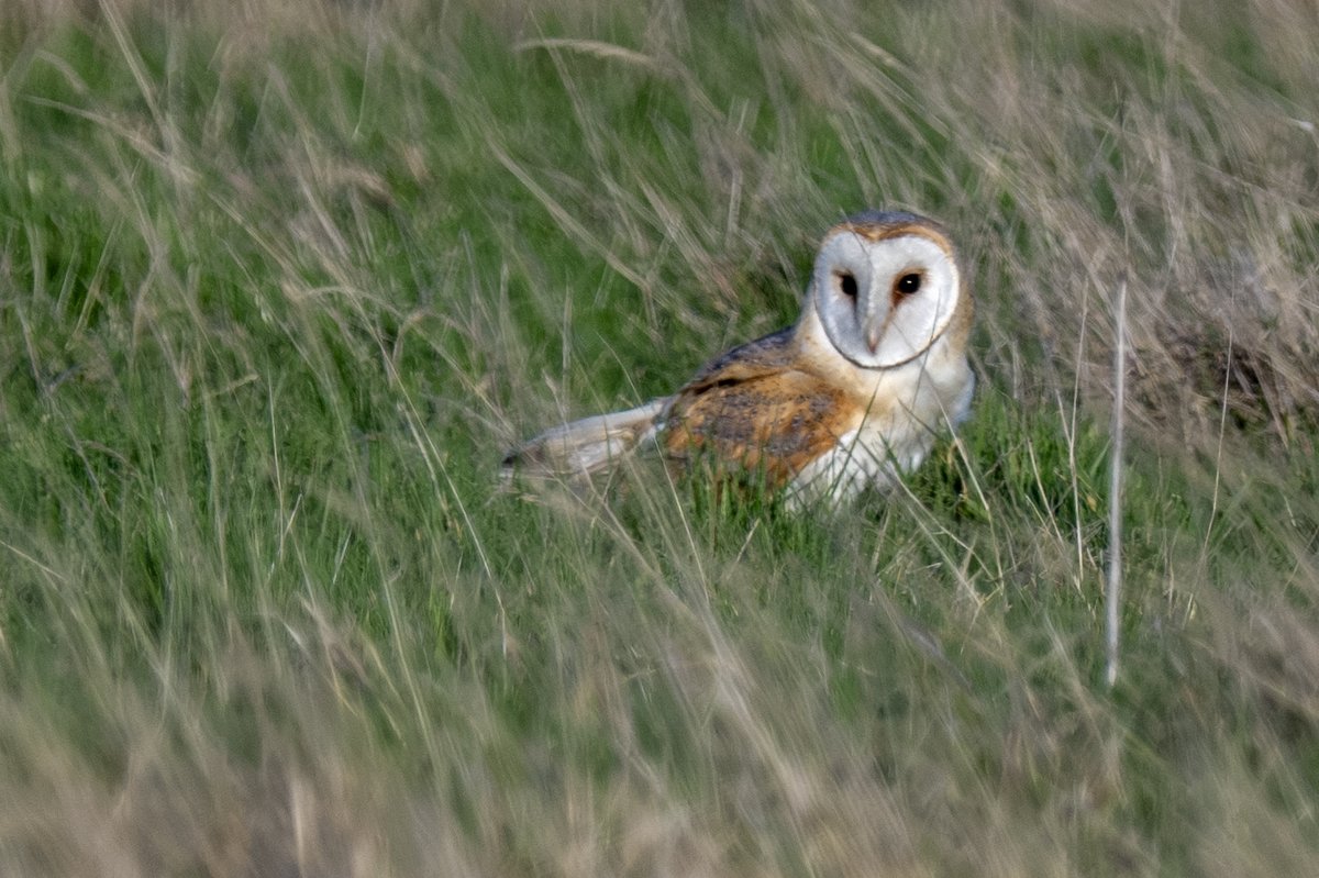 Brian Martin tweet media