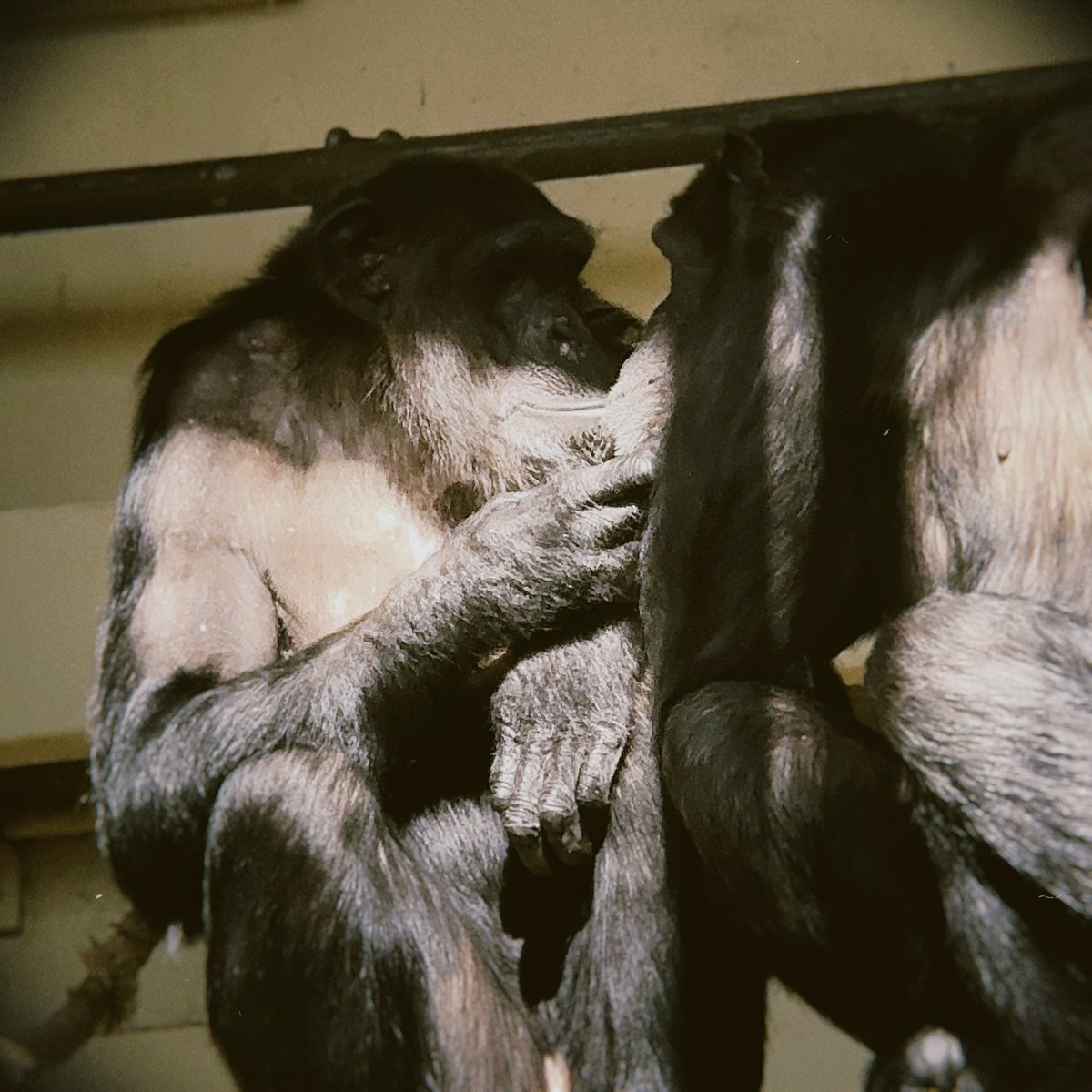 ___chloea's tweet photo. ARTIS Zoo ❤️ https://t.co/x7jb2MaOxY