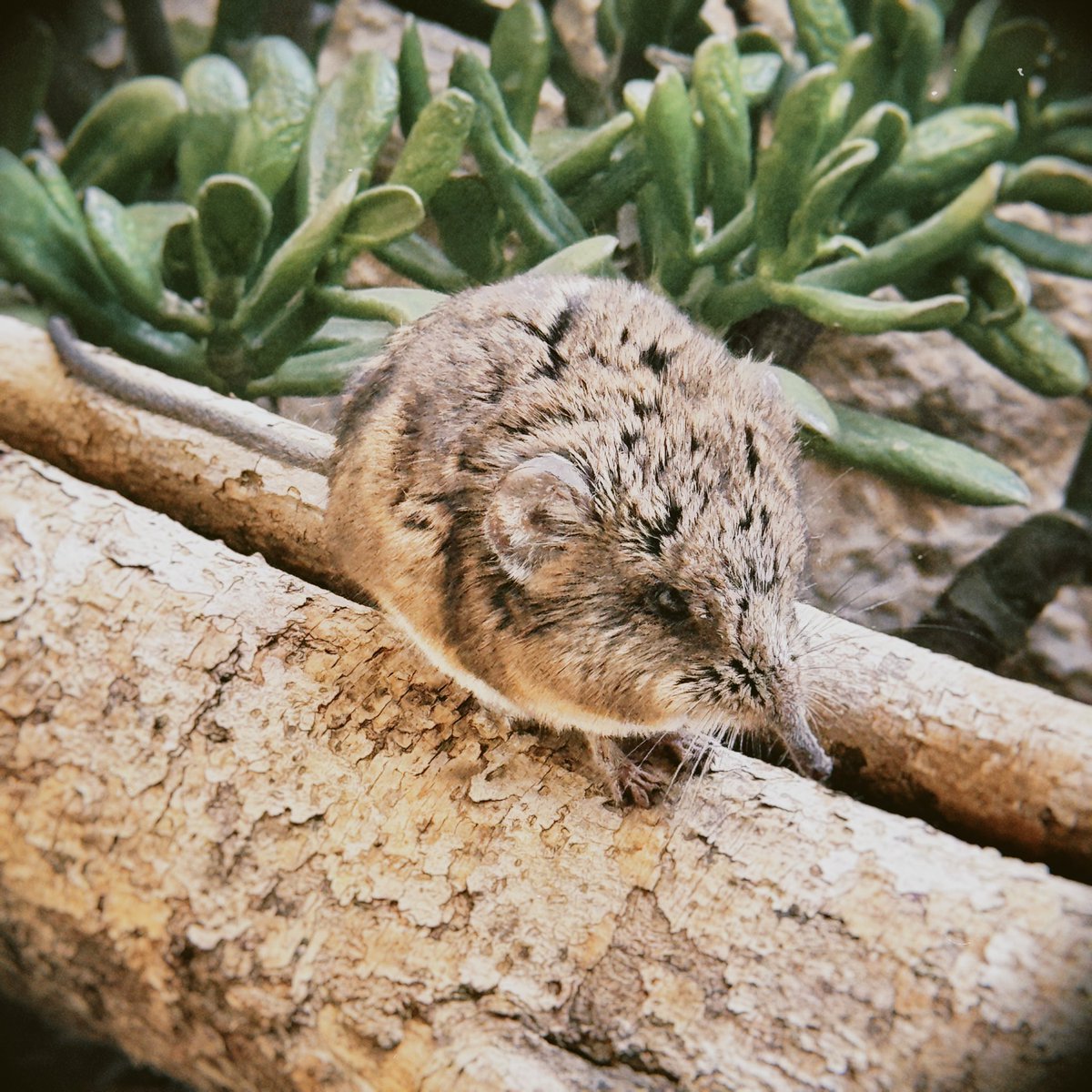 ___chloea's tweet photo. ARTIS Zoo ❤️ https://t.co/x7jb2MaOxY