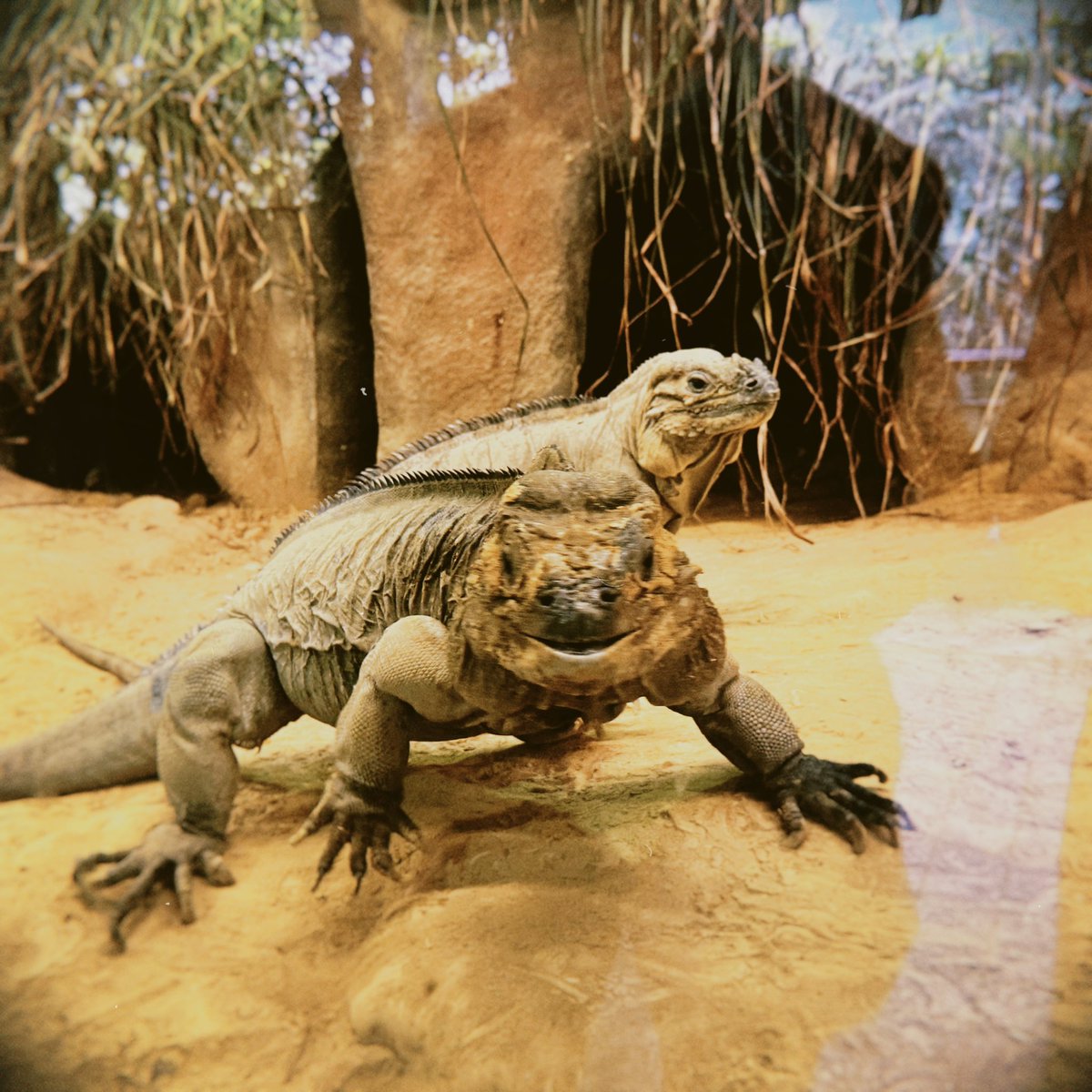 ___chloea's tweet photo. ARTIS Zoo ❤️ https://t.co/x7jb2MaOxY