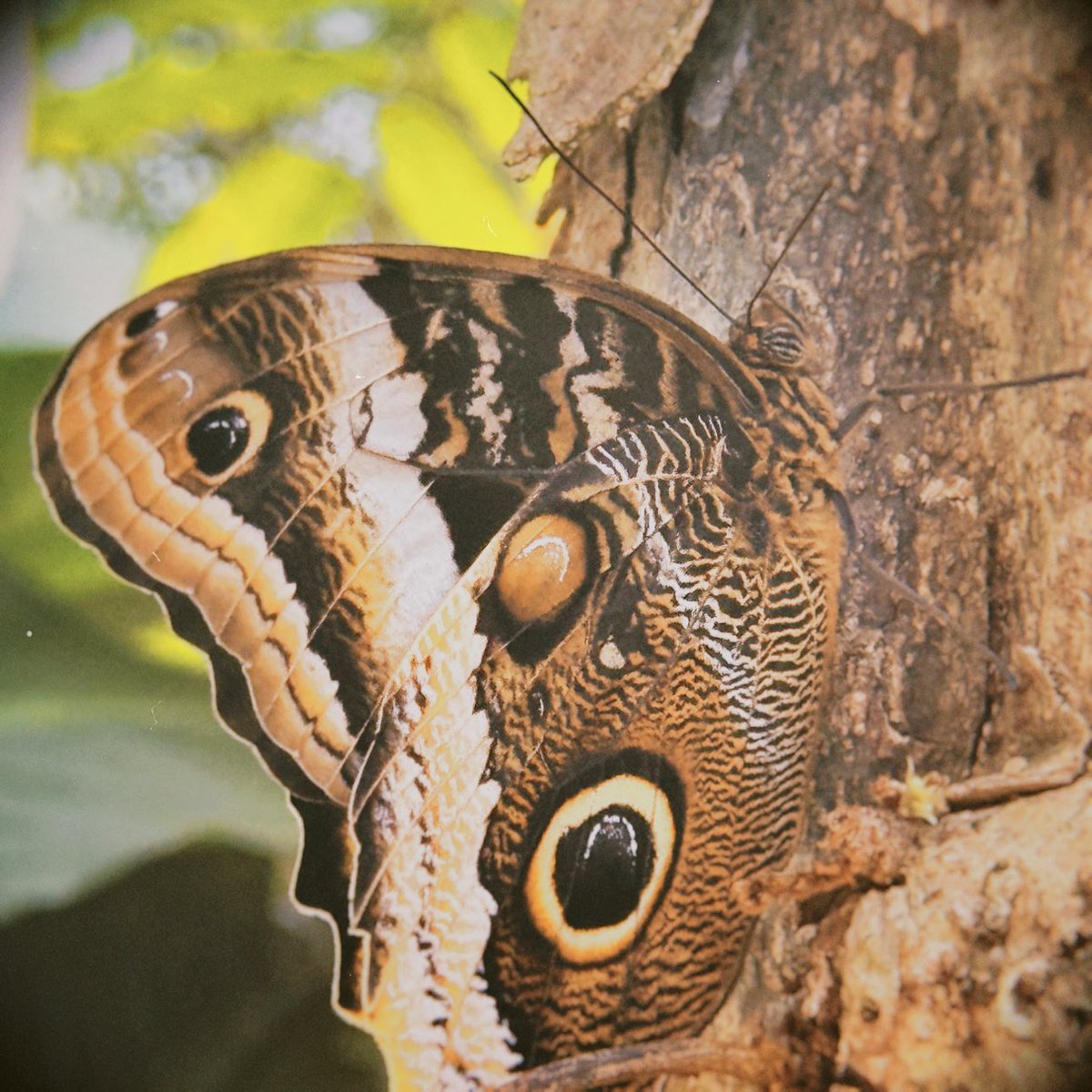 ___chloea's tweet photo. ARTIS Zoo ❤️ https://t.co/x7jb2MaOxY