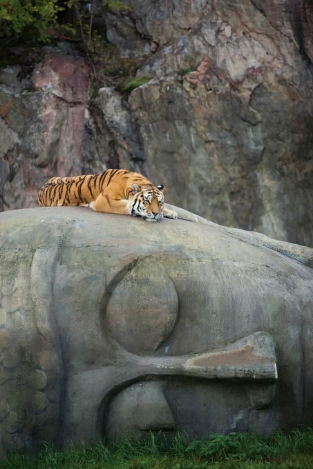 Tiger resting on a Buddha head.