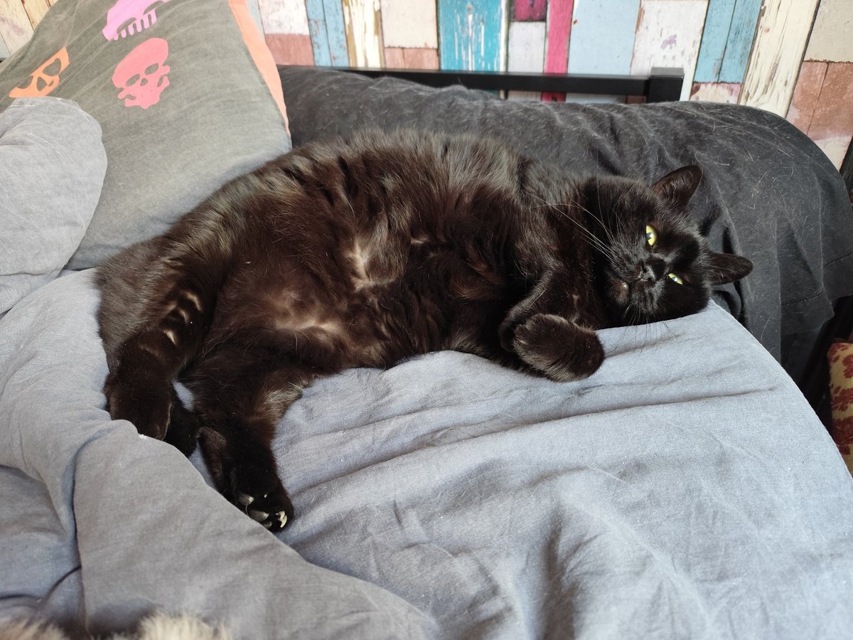 Les Ronrons Flingueurs 🧡🦐 tweet media