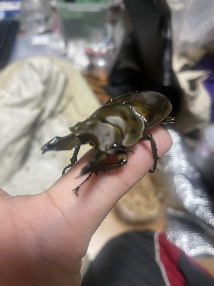 ババオウゴンオニ君